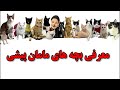 معرفی بچه های خونمون دوست داشتی بهشون هدیه بده 
