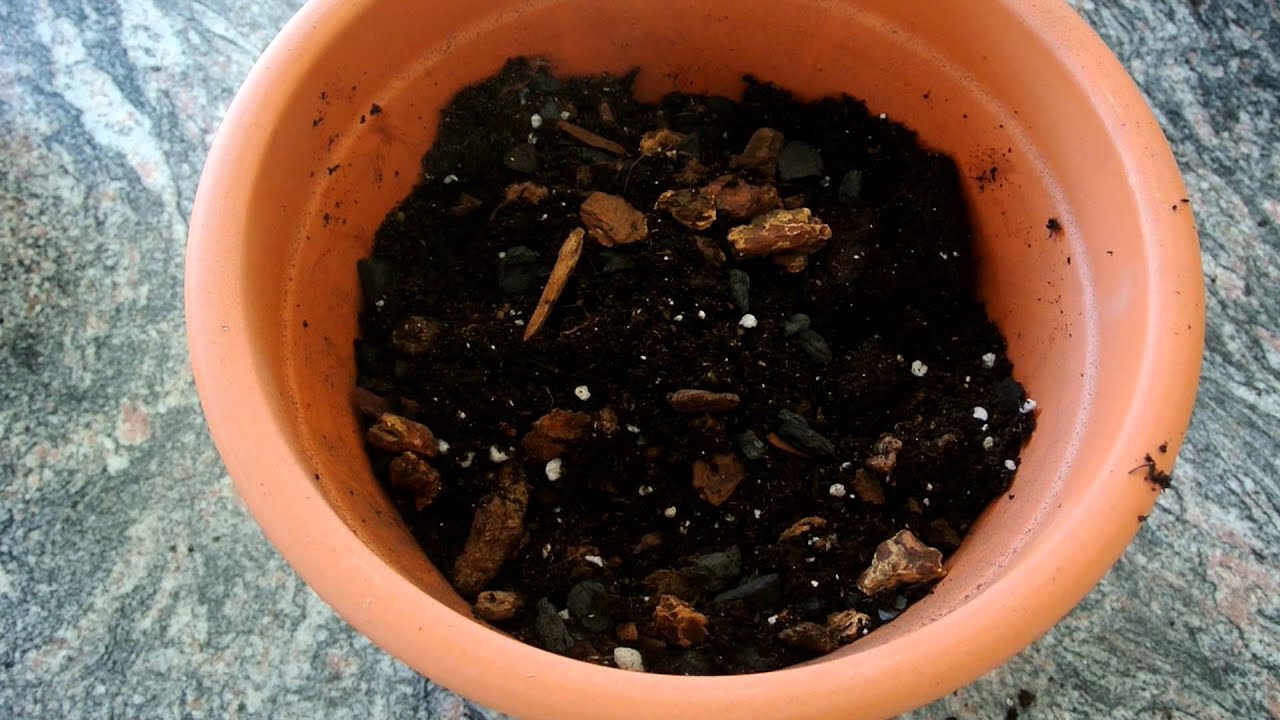 How to Grow a Lemon Tree from Seed 2nd Update 4 months! YouTube