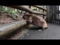 Branch Manager Filbert the Beaver