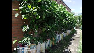 Саженцы инжира в контейнерах 30 л. Сезон 2020/1 (Fig seedlings in 30 l containers. Season 2020/1)