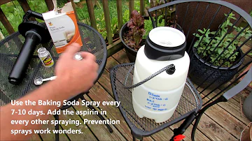 Baking Soda & Aspirin Tomato Prevention Spraying: Stop Leaf Spot & Early Blight from Showing!