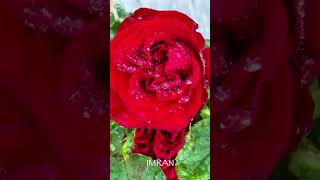 Water Drops Lust & Cluster, Fluster Red Rose Lustre - IMRAN™