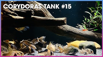 Tổng hợp các loại #Corydoras (Cá Chuột) #15