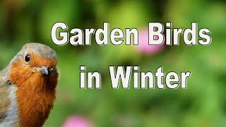 Garden Birds Feeding on a Frosty Morning   Stuart King