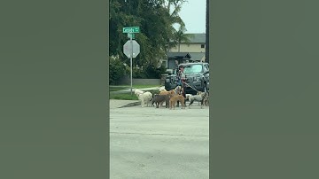 Which One Do I Pet First? || ViralHog