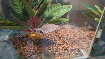 Ngắm hồ cá Lóc vs Rùa mũi lợn tại Ú Ù P.S CPC