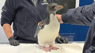 Sea World San Diego Ultimate On-Ice Penguin Experience (worth it!)