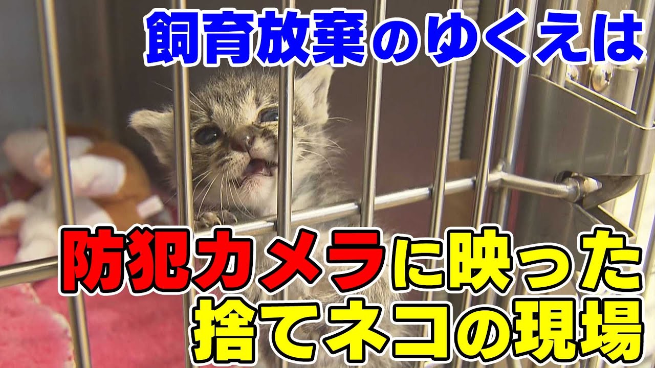 動物病院の防犯カメラにネコを捨てる姿が 捨て猫の現状 モッテレ Ktnテレビ長崎