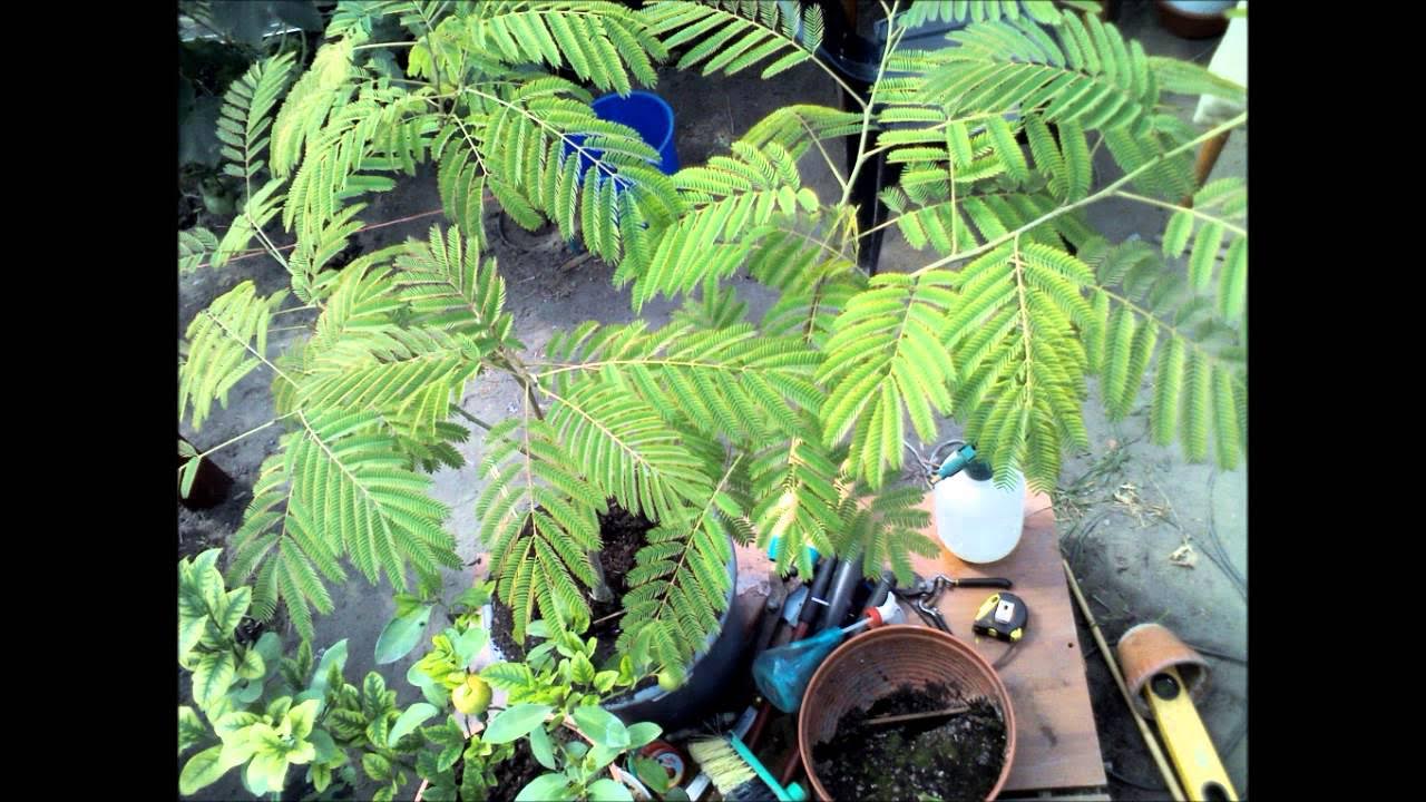 Как правильно подстригать кусты. Обрезка акации. Обрезка акации. Формирование обрастающей ветки. Акация карагана на штамбе.