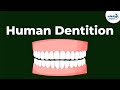 Human Dentition | Teeth | Don't Memorise