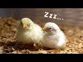 ひよこの寝る姿がかわいい♪毎日成長してた!