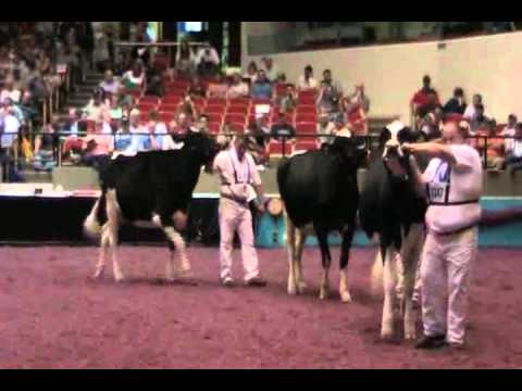 2011 International Holstein Show - Fall Yearling