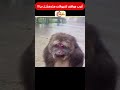 أغرب مواقف للحيوانات هتدهشك ج161 ضحك أغرب مواقف للحيوانات هتدهشك ج161 ضحك
