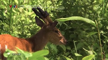 Thiên nhiên hoang dã Cát Tiên - Phần 7 - Phim tài liệu khoa học