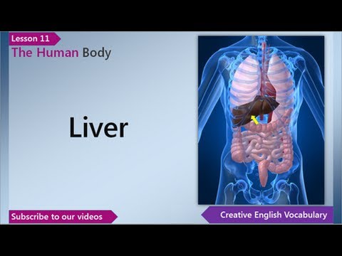 Learn English - English Vocabulary Lesson 11 - The Human Body | Free
