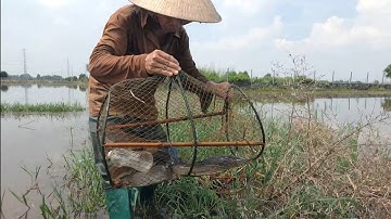 Đi Thăm Lờ cá Giữa Cánh Đồng Trưa nắng nóng " Dính Được Cá Trê Lai Ruộng, Cá Thác Lác, Cá Lóc Đồng 