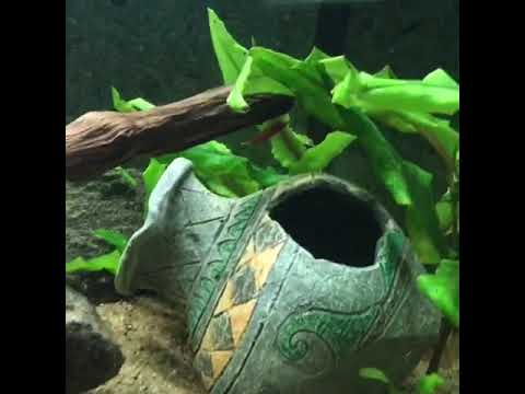 Video: Ebatavalised akvaariumitaimed – aiataimede valimine paagis