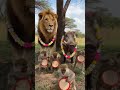 A Peaceful Lion &amp; Boar with Flower Necklaces 🌸🦁🐗 | Happy Drum Monkeys 🐒🥁
