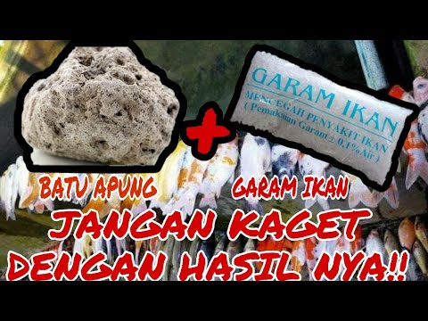 CARA MENGGUNAKAN GARAM IKAN YANG BAIK DAN BENAR!! Baca Komentar #1