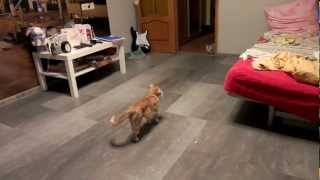 Котенок смешно прыгает (Kitten jumps funny)