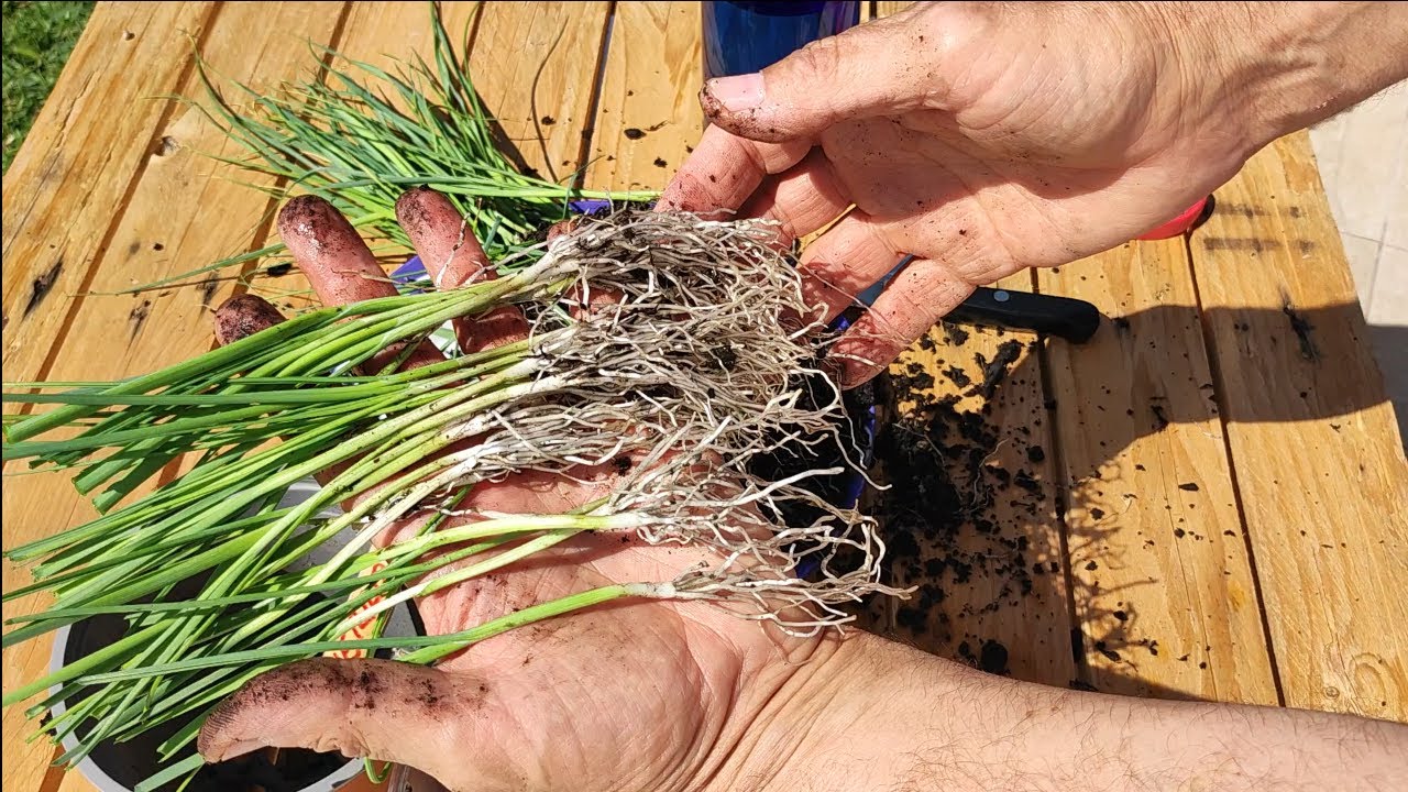 Semillero de PUERROS