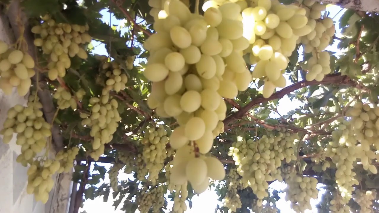 افضل انواع العنب (العنب البيروتي).Things You Didn't Know About Beirut  Grapes - YouTube