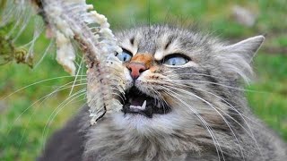 为什么猫吃鱼从不会卡到鱼刺？将镜头放慢50倍，看完你就懂了！