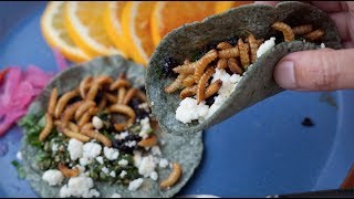 Bugs for Breakfast | California Academy of Sciences