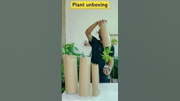 Online plant shopping #gardening withnanav #plantcare #unboxingplants