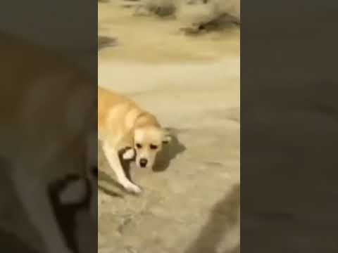 الصقر يهجم على الكلب