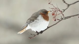 ♪鳥くん野鳥動画（北海道札幌市）ノドアカツグミ♂Ad  Red-throated Trush 20200222１JO6A9463