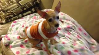 chimom 15 old halloween video of our Chihuahuas