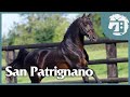 Grandes yeguadas de europa    italia san patrignano con espritu humanitario  5  caballos tv