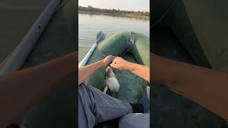 Поиски жереха🐟🎣🚣♂️ #fishing #рыбалка #жерех #сырдарья #спиннинг