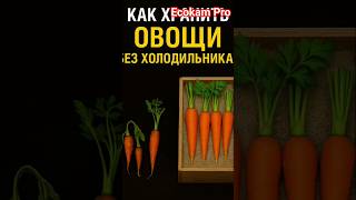 "Как хранить овощи без холодильника — 3 способа!" 🥕📦 #Сад #Огород #Хранение