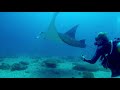 Manta Rescue Lady Elliot Island