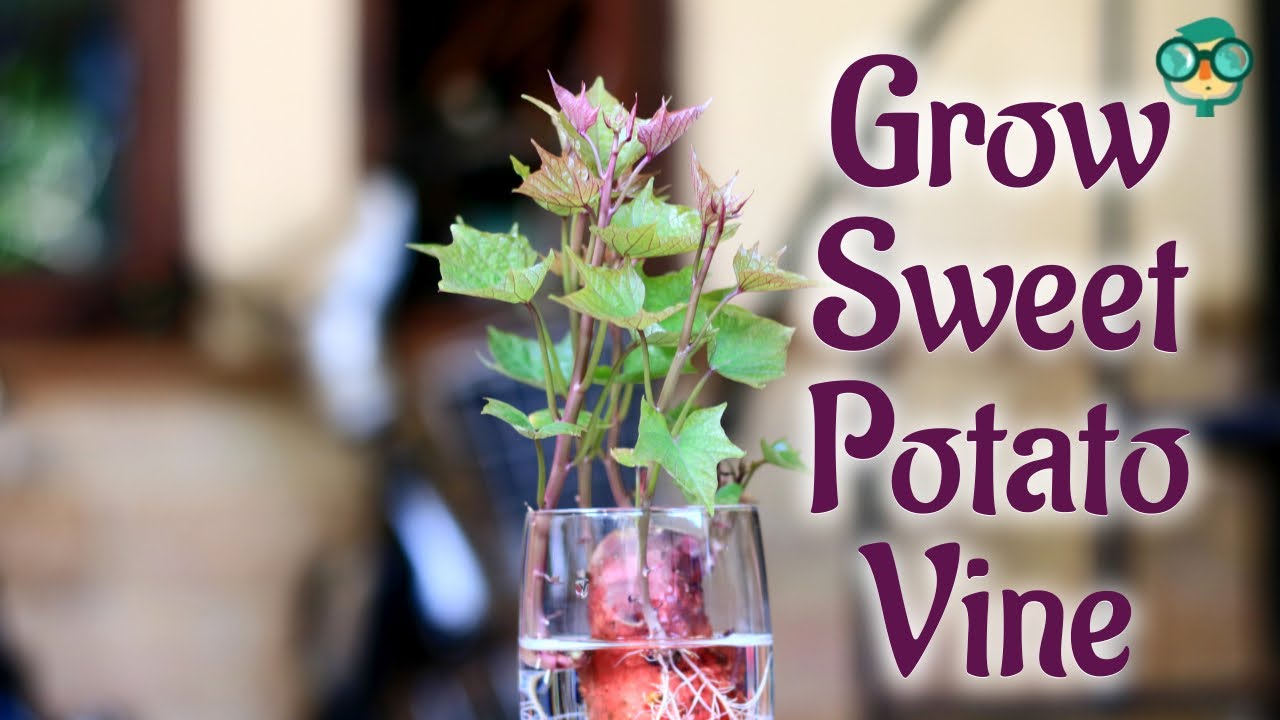 How to Grow a Sweet Potato Vine Indoors| Best Way to Grow Sweet potato Vine as Houseplant