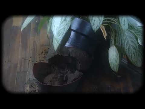 Jardín - Teaser Oficial