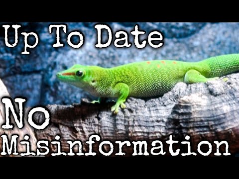 Day Gecko Care Guide 2022 [Complete Day Gecko Care Guide] - YouTube
