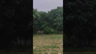 Natural Rain voice no AI #4knature #ambientsounds #forestrain