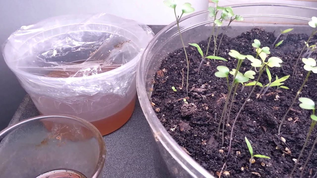 Apple cider vinegar catches fruit flies but liquor caught more youtube