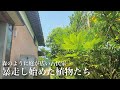 【古民家暮らし】暴走した植物たちで通りづらい通路を開拓していく|田舎暮らし