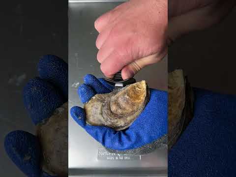 Grilled oysters with