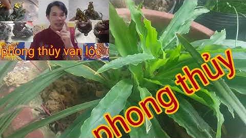 cây ngải phong thủy - cây ngải giữ nhà - cây chiêu tài - cây phong thủy - phong thủy vạn lộc