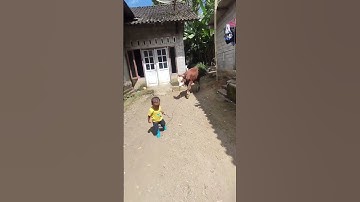 menuju kontes sapi jember #phonkmusic #sapi #kontessapijember #kontessapiappsi #shortvideo #phonk