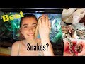 3 BEST BEGINNER SNAKES!