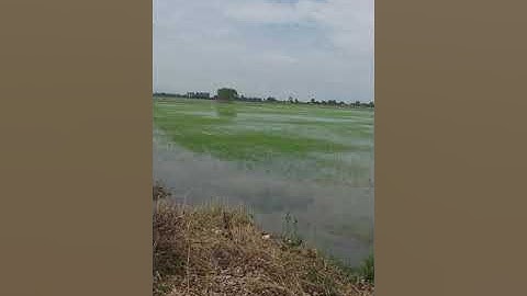 bán 46 công đất ruộng giá 40 triệu/1000m2