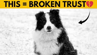 14 Things Border Collies HATE (#1 Might Surprise You)