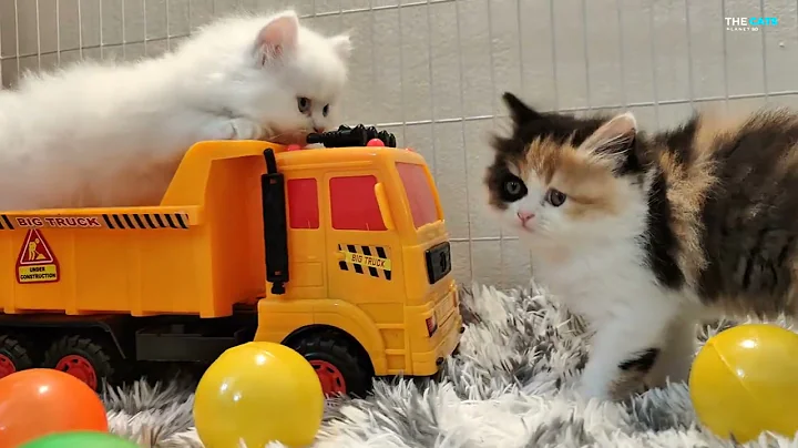 Video 10475081: persian cat calico kitten, calico persian kitten playing, cute calico persian kitten