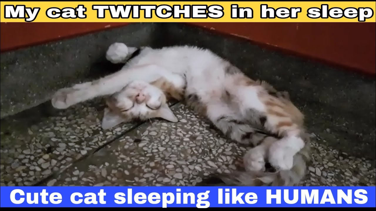 Cat Twitches in Her Sleep Cute Cat Sleeping Like Human YouTube